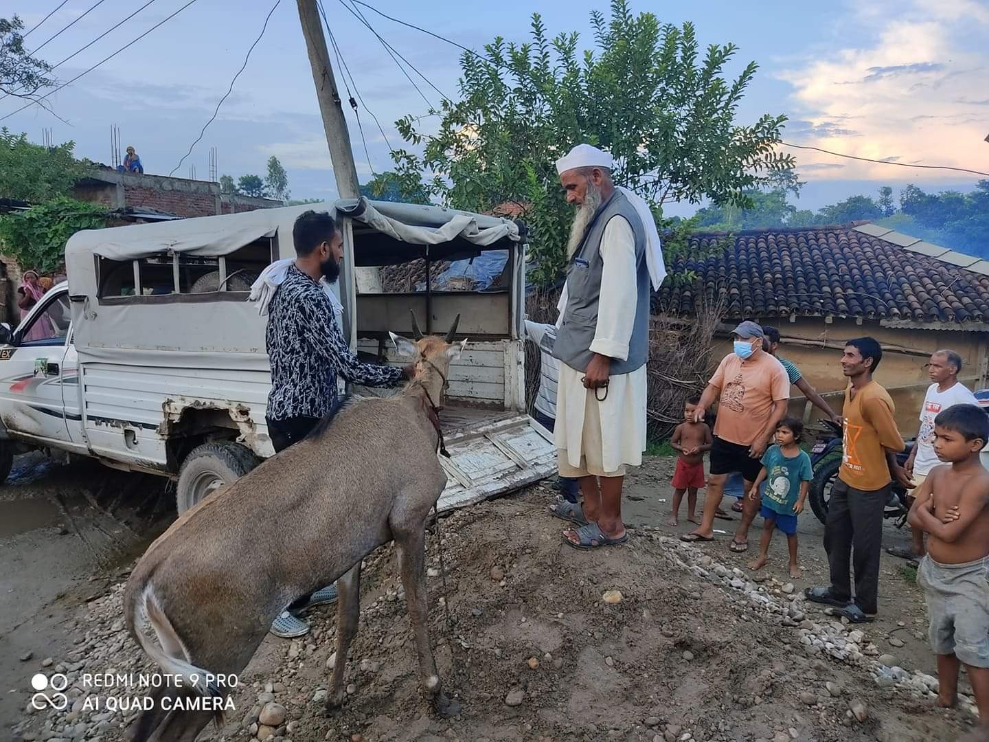 सई पन्तले निल गाई फेला पारि बन कार्यालय पठाए