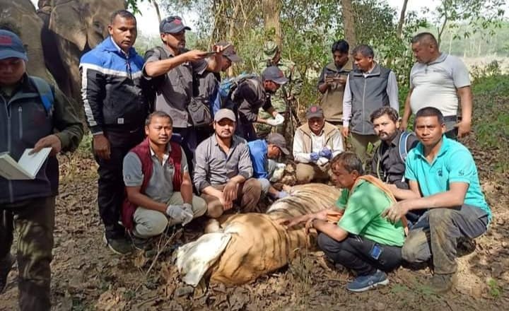 बर्दियामा आज अर्को बाघ समातियो