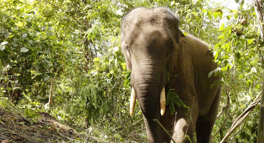 हात्तीको आक्रमणबाट आमा छोरीको मृत्यु