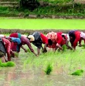 देशभरि हालसम्म ६० प्रतिशत मात्र धान रोपाइँ