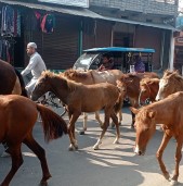 छाडा पशु चौपाया व्यवस्थापन गर्न 'एक्सन'मा नेपालगञ्ज उपमहानगरपालिका