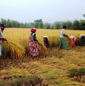 तिहार सकिए लगत्तै धान भित्र्याउने चटारो