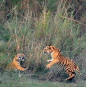 बाँकेको गाभरमा बाघको आतंक, निकुञ्जको टोली गाभर जङ्गलभित्र