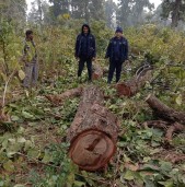 बाँकेको डुडुवाबाट अवैध सालका काठ बरामद