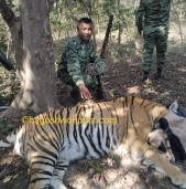 फत्तेपुरको जंगलबाट नरभक्षी बाघ नियन्त्रणमा