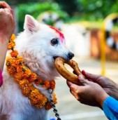 आज कुकुर तिहार मनाइँदै