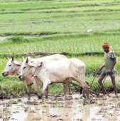 लामो समयपछि परेको पानीले बाँकेका किसानलाई दियो खुसी