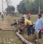 कोहलपुर चौराह क्षेत्रका सुकेका रुख हटाइयो