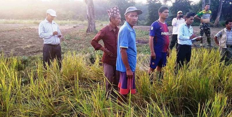 धानबालीमा हात्तीको आतंक, किसान चिन्तित