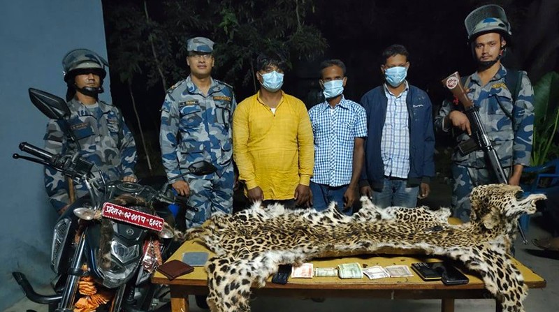 भारततर्फ लैजाँदै गरेको अवस्थामा चितुवाको छालासहित तीन जना पक्राउ