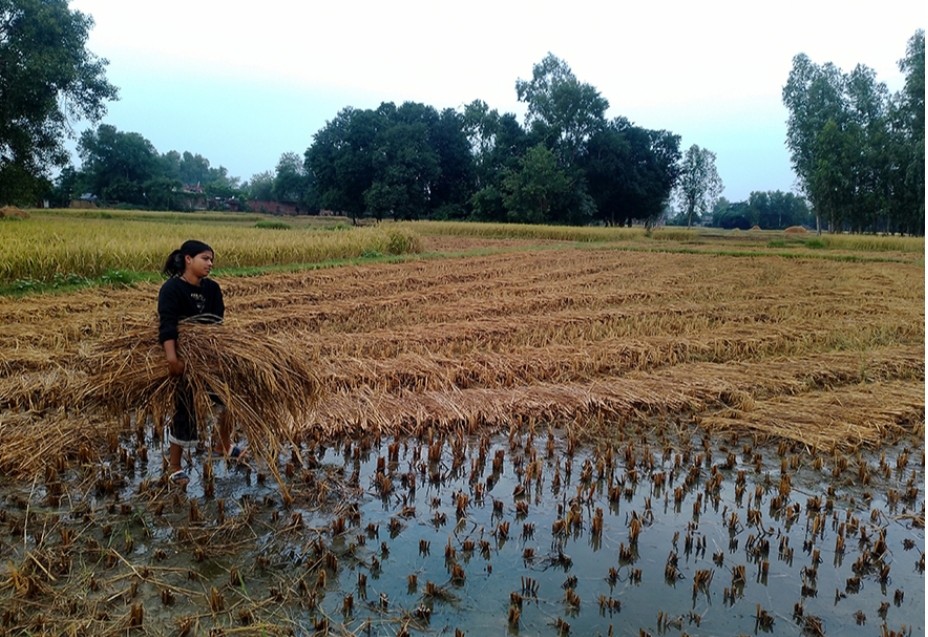 बेमौसमी वर्षाले बाँकेमा धानबालीमा क्षति