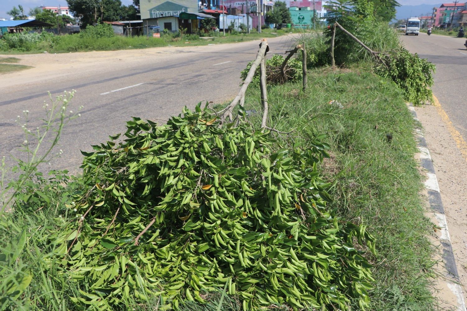 कोहलपुरमा बिरुवा काट्ने भुसाल पक्राउ