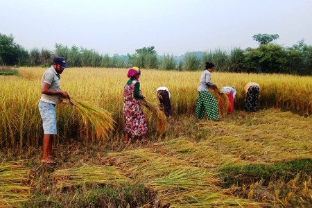 तिहार सकिए लगत्तै धान भित्र्याउने चटारो