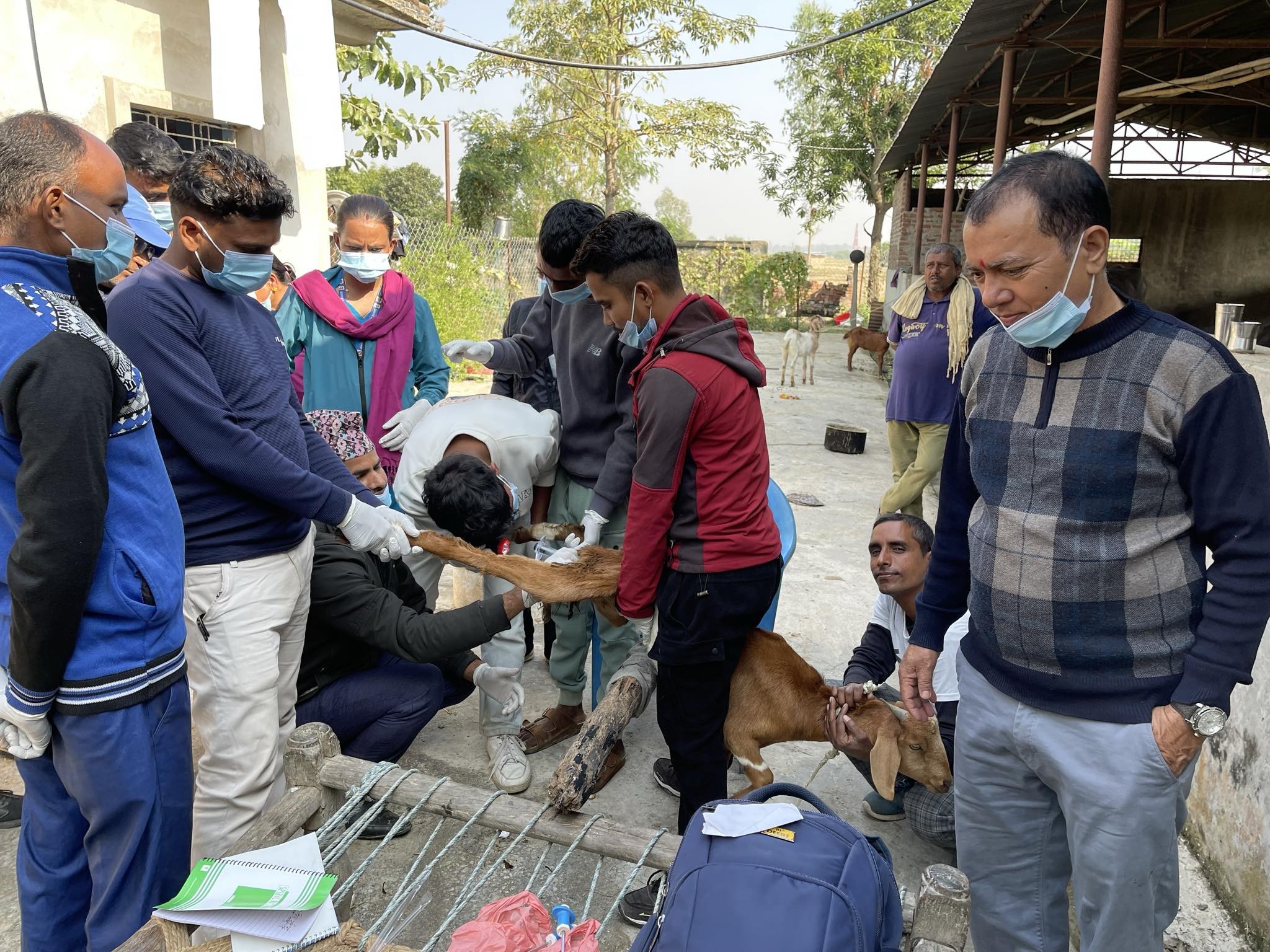 जानकीमा बाख्रामा कृत्रिम गर्भाधान कार्यक्रम शुरु