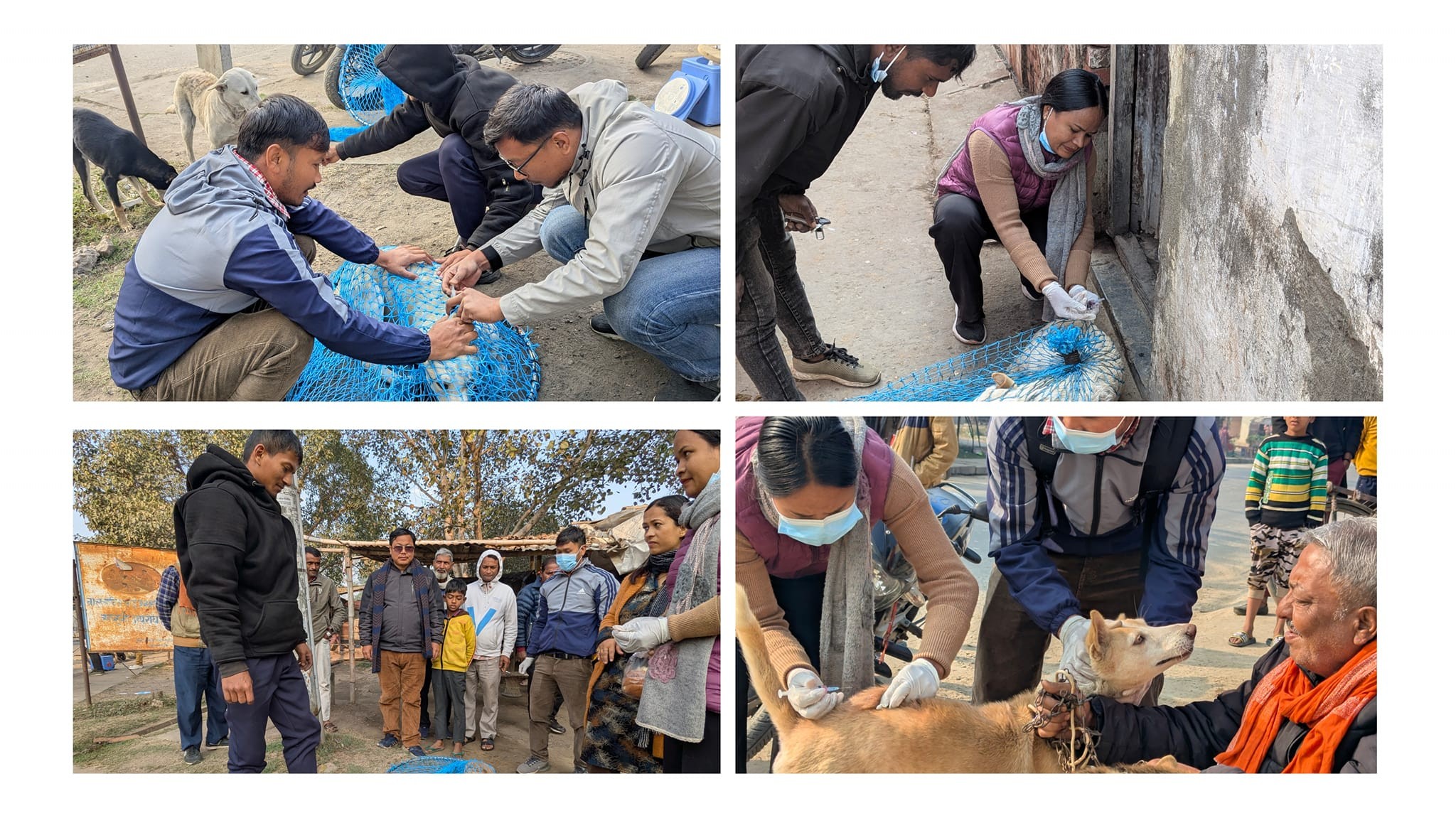 नेपालगञ्जमा सामुदायिक कुकुरलाई रेबिज विरुद्धको भ्याक्सिन लगाइँदै