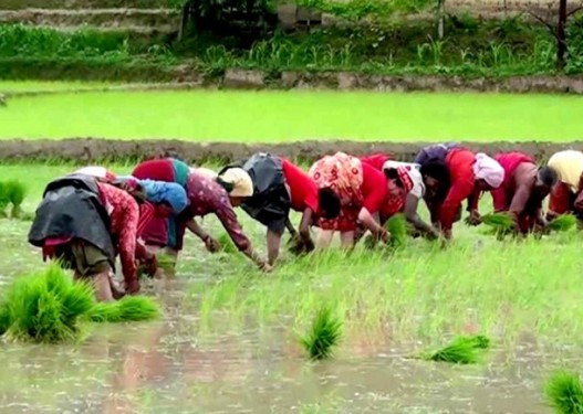 देशभरि हालसम्म ६० प्रतिशत मात्र धान रोपाइँ