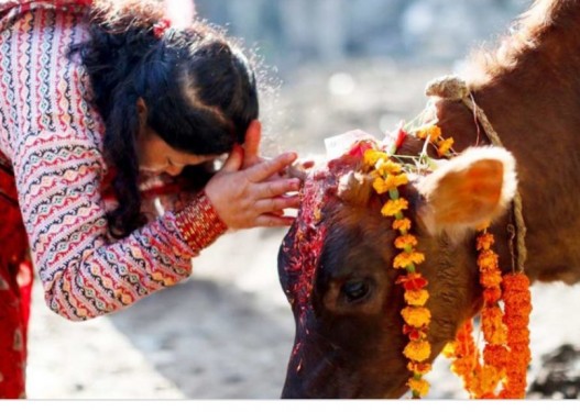 आज गाई, गोरु, गोवर्धन र हली पूजा