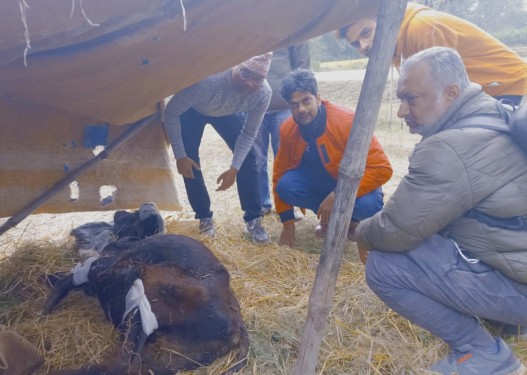 खजुराका जीवजन्तु प्रेमी युवाहरुले गरे गम्भीर घाइते गाईको उद्दार