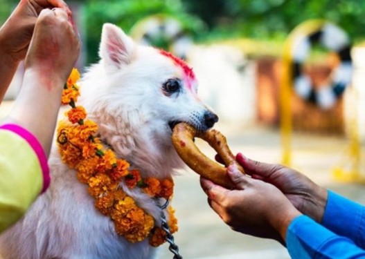 आज कुकुर तिहार मनाइँदै