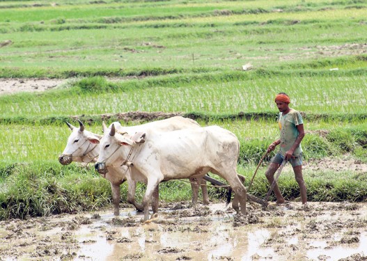 लामो समयपछि परेको पानीले बाँकेका किसानलाई दियो खुसी