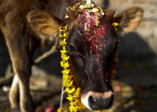 तिहार अन्तर्गत आज गाईको पूजा गरी मनाइँदै