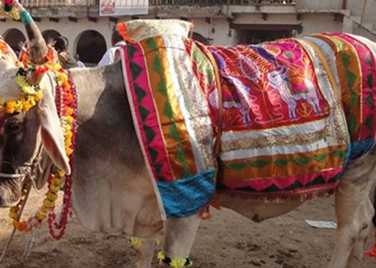 आज गोवर्द्धन, बली, गोरु र कृषकको पूजाआजा गरिँदै