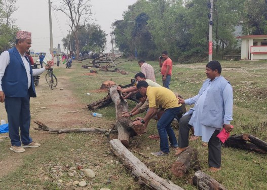 कोहलपुर चौराह क्षेत्रका सुकेका रुख हटाइयो