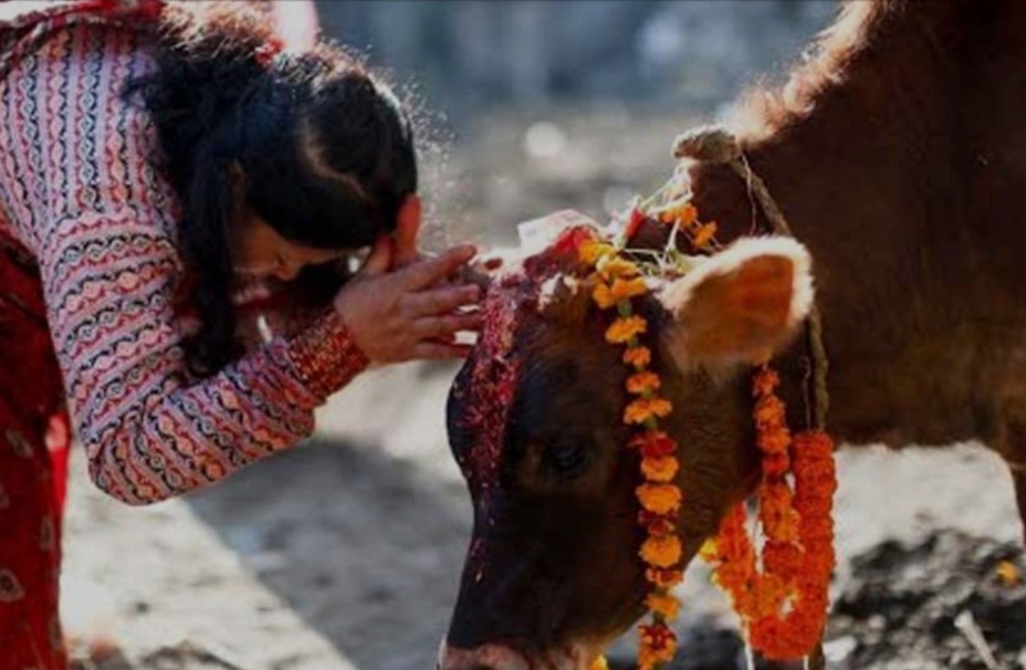 आज कात्तिक शुक्ल प्रतिपदा: आज गोरु र गोबर्द्धन पूजा