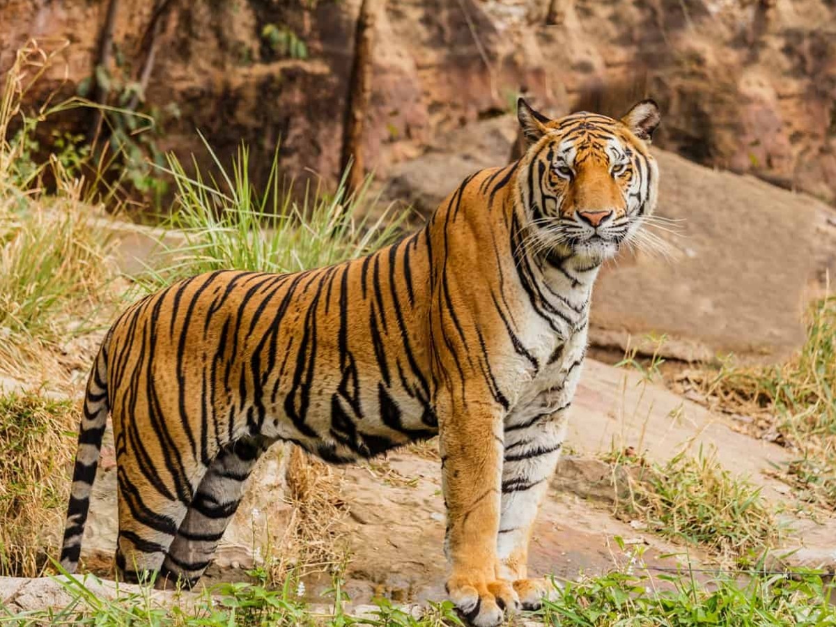 जनावरको आक्रमणमा देशभरमा ८३ जनाको मृत्यु